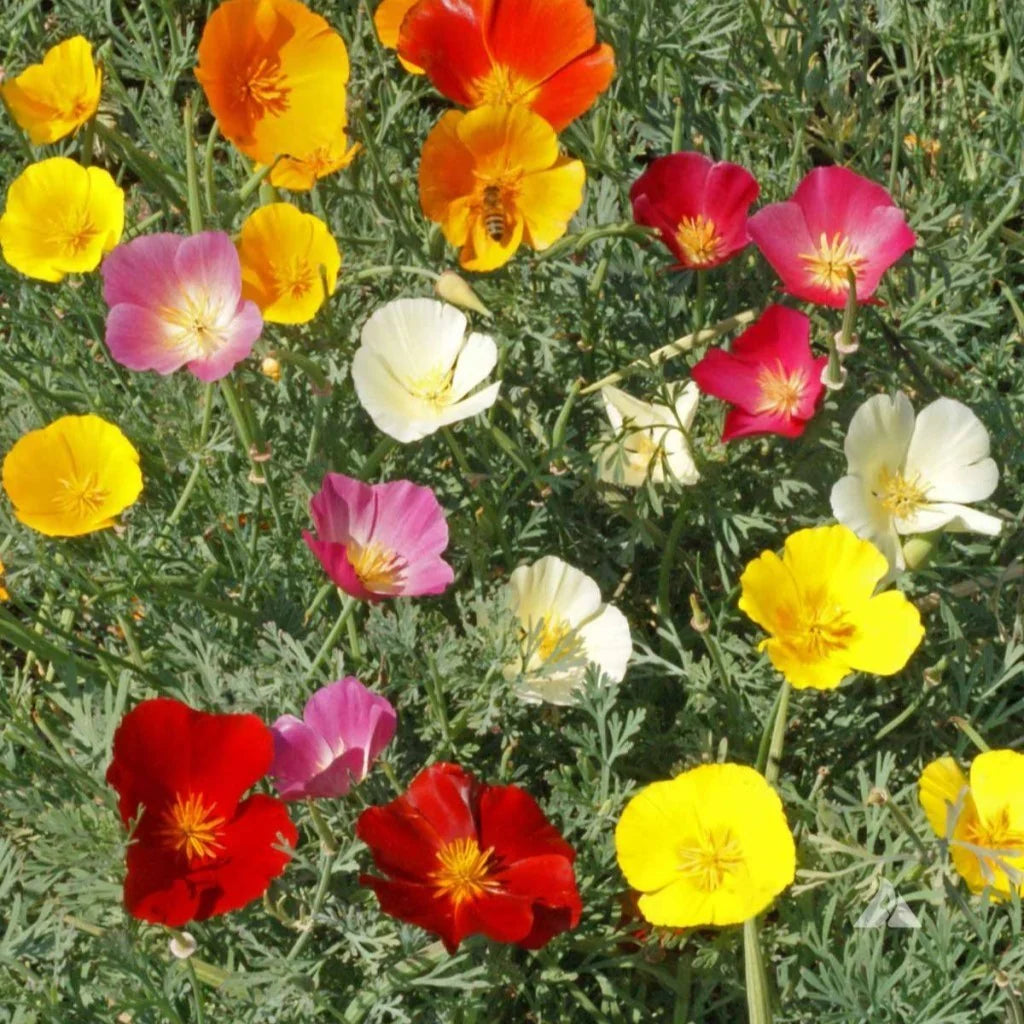 MultiColored Eschscholtzia Blumensamen zur Aussaat kompakt Wuchs Traditionssorte & ohne Gentechnik Samen Hausgarten