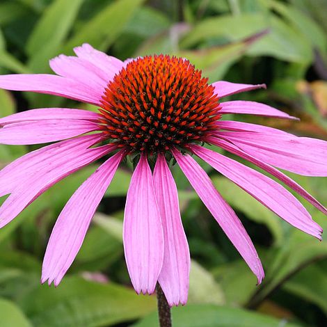 Echinacea Purpurea Blumensamen zur Aussaat Wildblume Mischung Traditionssorte & ohne Gentechnik Samen Hausgarten