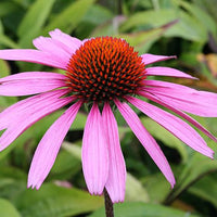 Echinacea Purpurea Blumensamen zur Aussaat Wildblume Mischung Traditionssorte & ohne Gentechnik Samen Hausgarten