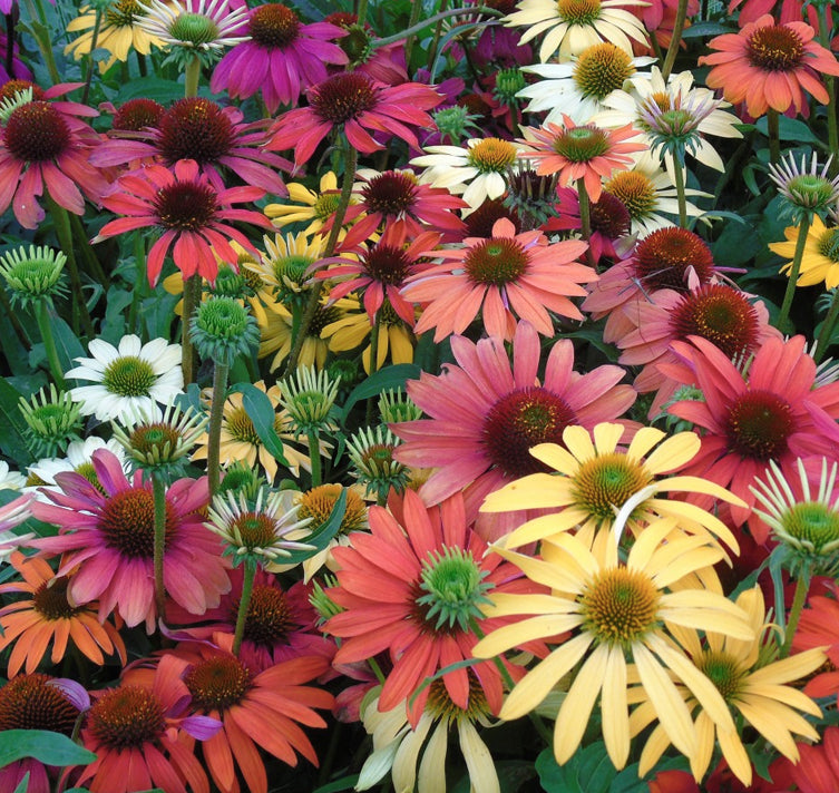 Echinacea Lustre Blumensamen zur Aussaat sonnenliebend Traditionssorte & ohne Gentechnik Samen Hausgarten