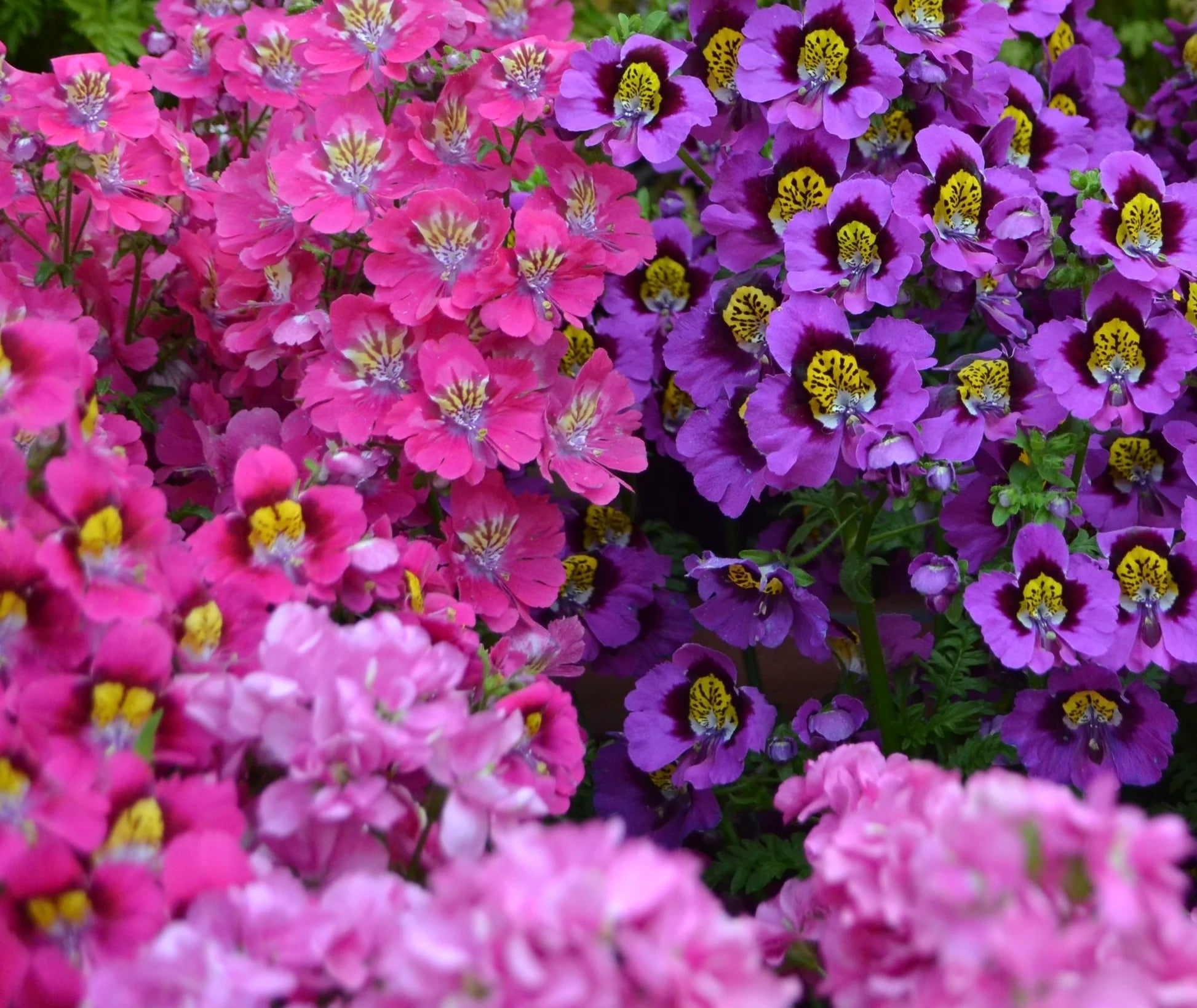 Gemischt Schmetterling Orchids Blumensamen zur Aussaat – Halbschatten verträglich – Traditionssorte & ohne Gentechnik Samen Hausgarten