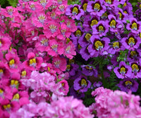 Gemischt Schmetterling Orchids Blumensamen zur Aussaat – Halbschatten verträglich – Traditionssorte & ohne Gentechnik Samen Hausgarten