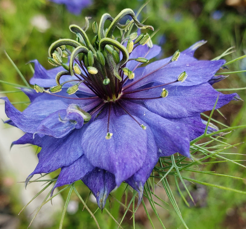 Nigella hispanica blume samen for anpflanzung easy to grow heirloom & gmo free samen for home garten 
 
 sale for anpflanzung in home garten