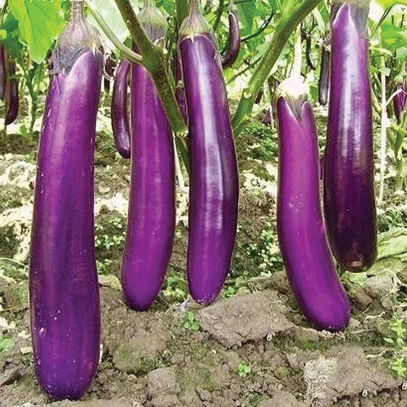 Planting Samen: Aubergine Gemüse Collection