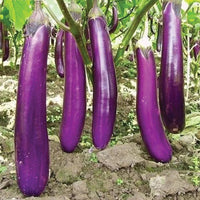 Planting Samen: Aubergine Gemüse Collection