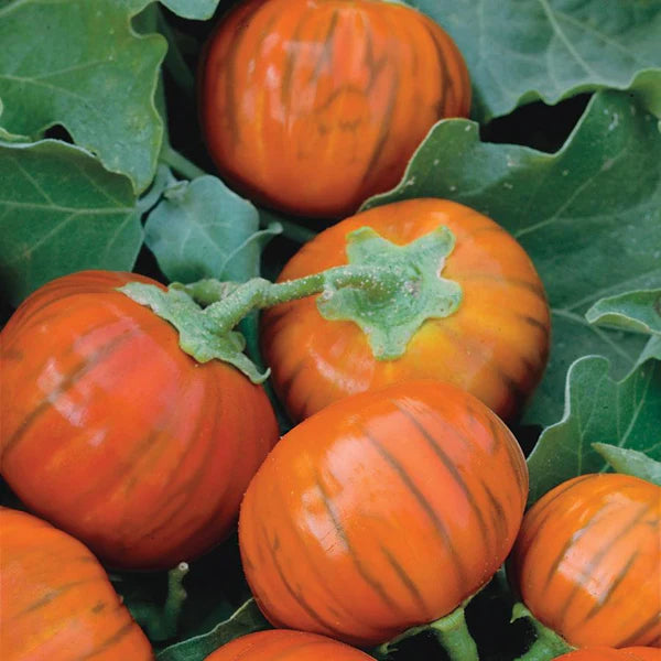 Türkische orangefarbene Aubergine Samen für einfaches Anpflanzen