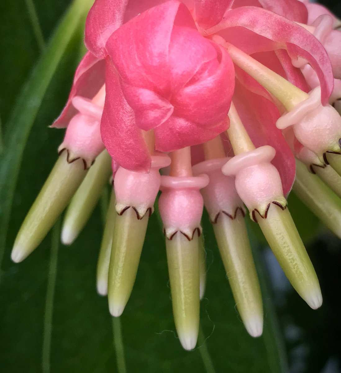 Cavendishia Grandifolia Blumensamen zur Aussaat leuchtend Blüten Traditionssorte & ohne Gentechnik Samen Hausgarten