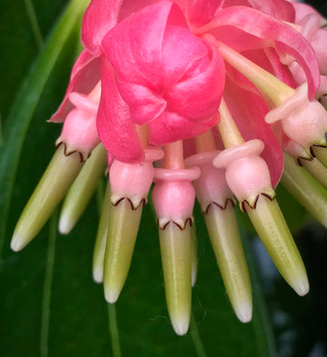 Cavendishia Grandifolia Blumensamen zur Aussaat leuchtend Blüten Traditionssorte & ohne Gentechnik Samen Hausgarten