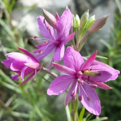 Epilobium Blumensamen zur Aussaat – leuchtend Blüten – Traditionssorte & ohne Gentechnik Samen Hausgarten