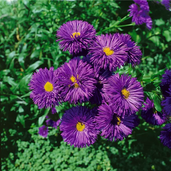 Blau Erigeron mehrjährig Blumensamen zur Aussaat saisonal Dauerblüher Traditionssorte & ohne Gentechnik Samen Hausgarten
