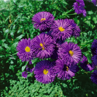 Blau Erigeron mehrjährig Blumensamen zur Aussaat saisonal Dauerblüher Traditionssorte & ohne Gentechnik Samen Hausgarten
