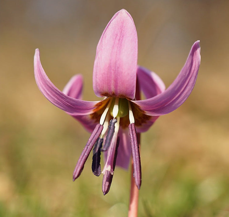 Violett Tooth Blumensamen zur Aussaat – Drought verträglich – Traditionssorte & ohne Gentechnik Samen Hausgarten