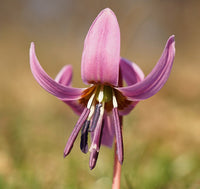 Violett Tooth Blumensamen zur Aussaat – Drought verträglich – Traditionssorte & ohne Gentechnik Samen Hausgarten