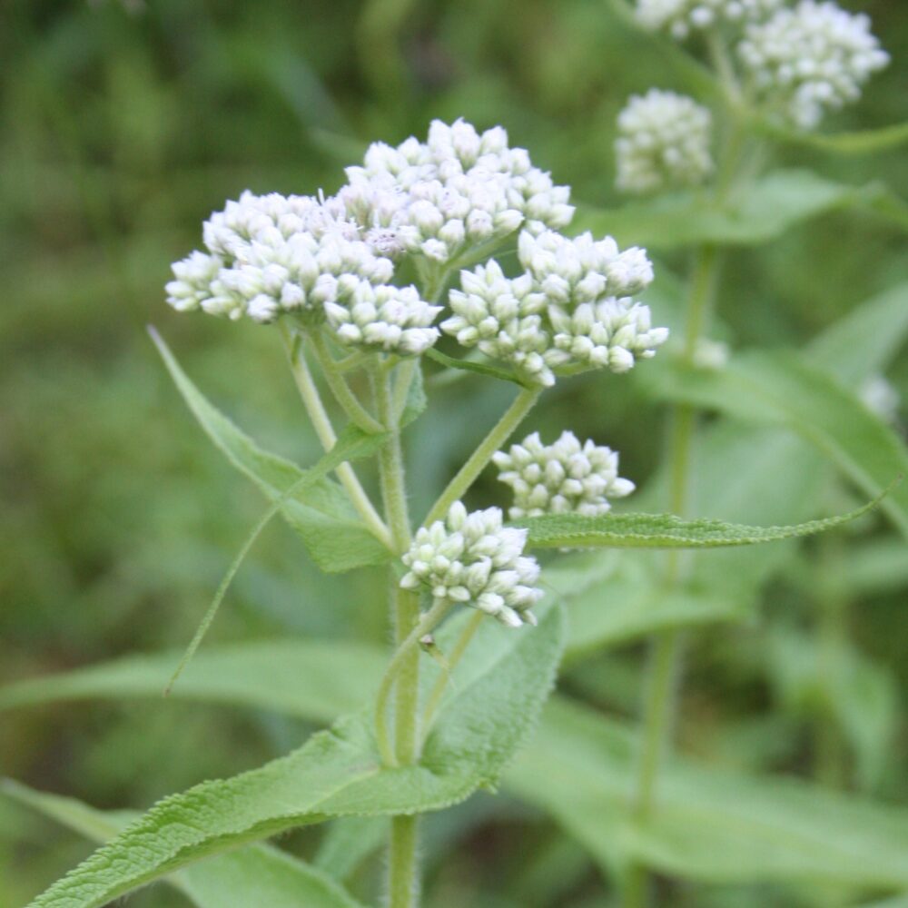Weiß Eupatorium Perfoliatum Samen zur Aussaat