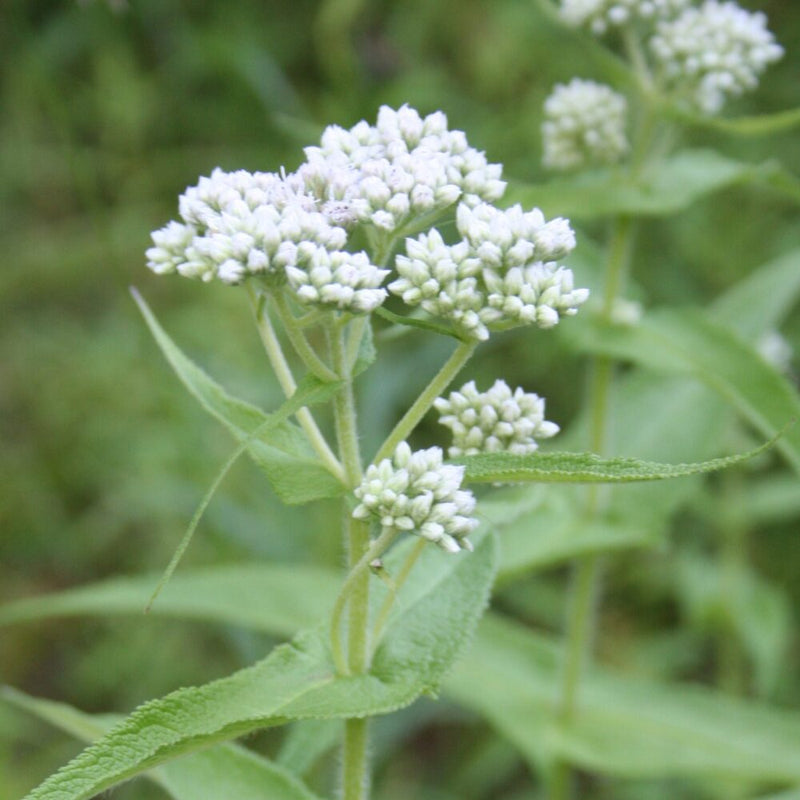 Weiß Eupatorium Perfoliatum Samen zur Aussaat