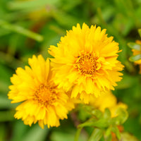 Gelb Early Sunrise Blumensamen zur Aussaat – Landhaus Garten wichtig – Traditionssorte & ohne Gentechnik Samen Hausgarten