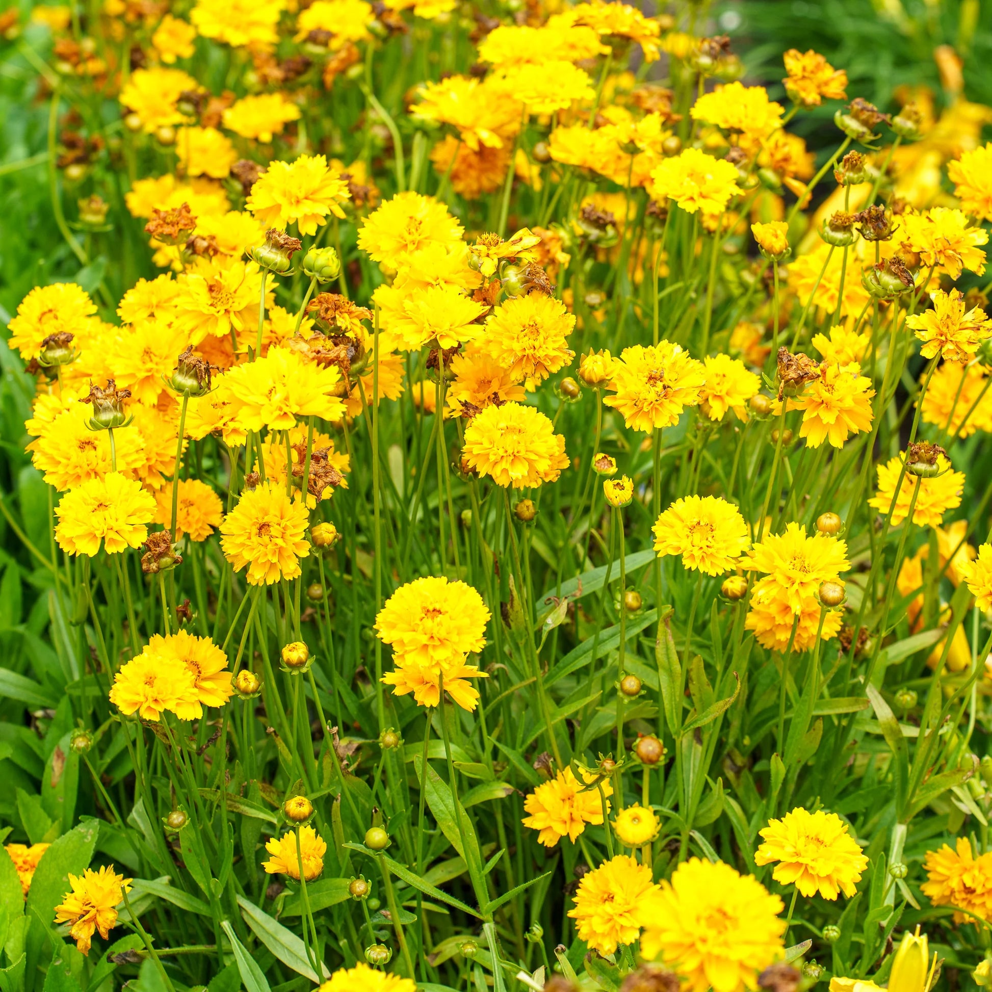 Gelb Early Sunrise Blumensamen zur Aussaat – Landhaus Garten wichtig – Traditionssorte & ohne Gentechnik Samen Hausgarten
