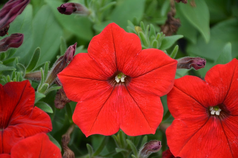 Rot Petunie Petals Blume Samen zur Aussaat üppig und farbenfroh Gärten