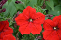 Petunie Rot Wave Blumensamen zur Aussaat – leuchtende einjährige Blüten