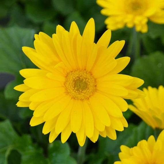Easy grow bellis perennis samen for garten beds