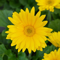 Easy grow bellis perennis samen for garten beds