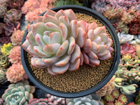 Easy grow orange echeveria succulent samen