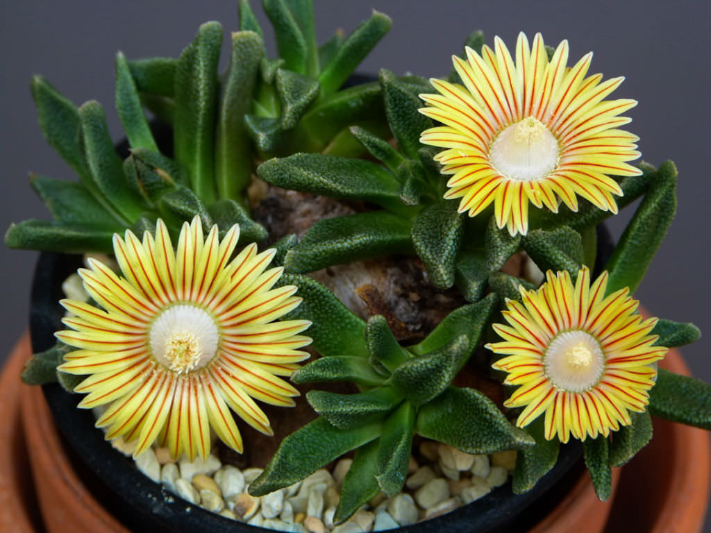 Easy grow gelb nananthus samen for gardens