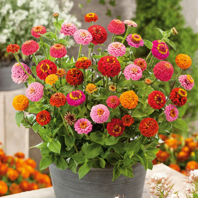 Easy grow zinnia rot samen for gardens