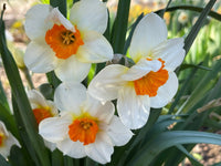 Easy to grow daffodil samen for gardens
