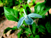 Ecbolium Viride Blumensamen zur Aussaat