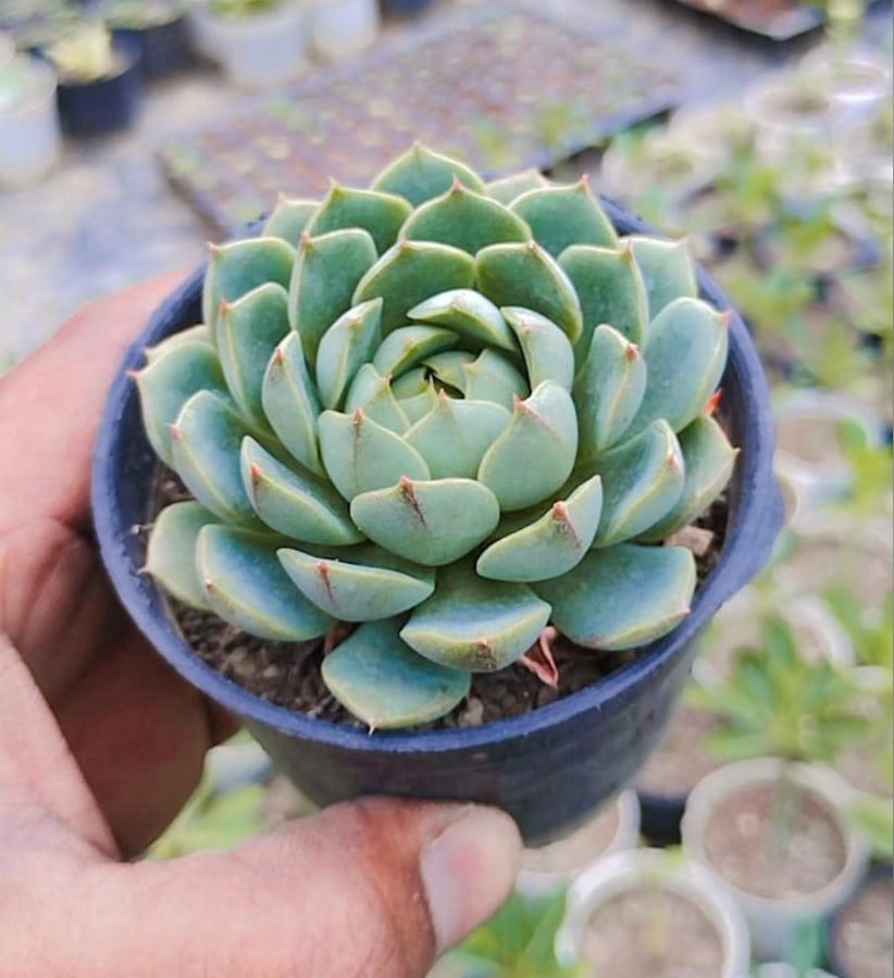 Succulent Blumensamen zur Aussaat Halbschatten verträglich Traditionssorte & ohne Gentechnik Samen Hausgarten