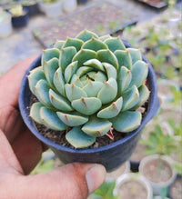 Succulent Blumensamen zur Aussaat Halbschatten verträglich Traditionssorte & ohne Gentechnik Samen Hausgarten