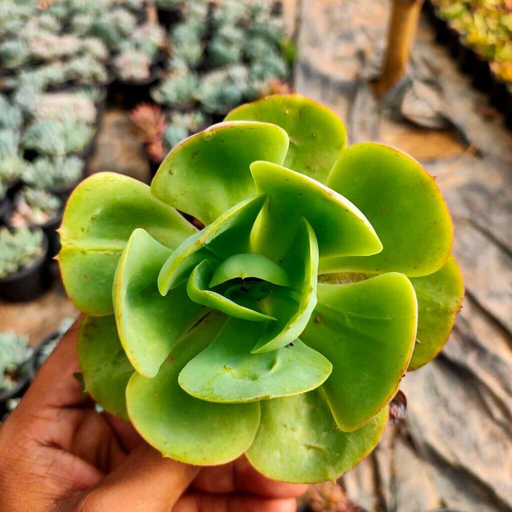 Aamish Succulent Blumensamen zur Aussaat Anzucht Traditionssorte & ohne Gentechnik Samen Hausgarten