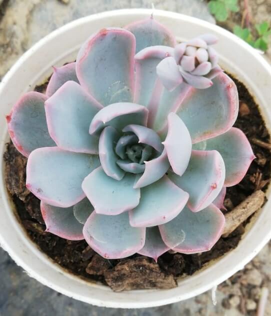 Weiß echeveria samen for anpflanzung