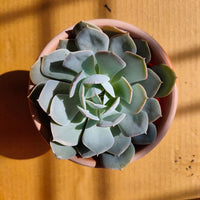 Pflanze weiß echeveria samen