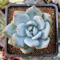 Weiß echeveria succulent samen for gardening