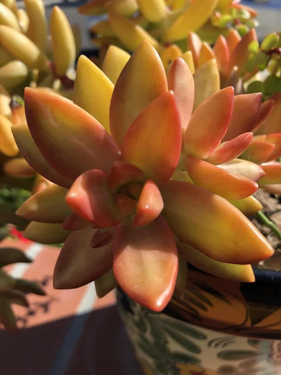Echeveria succulent orange samen for anpflanzung