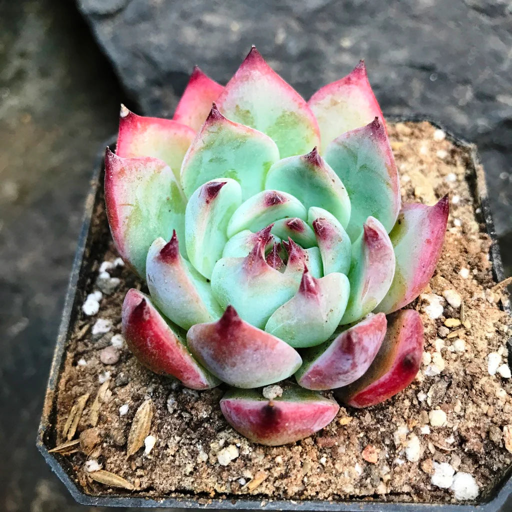 Rosa Grün Succulent Blumensamen Garten Halbschatten verträglich Traditionssorte & ohne Gentechnik Samen Hausgarten