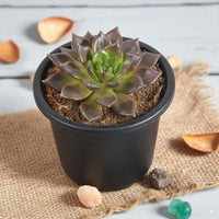 Echeveria Blumensamen zur Aussaat sonnenliebend Traditionssorte & ohne Gentechnik Samen Hausgarten