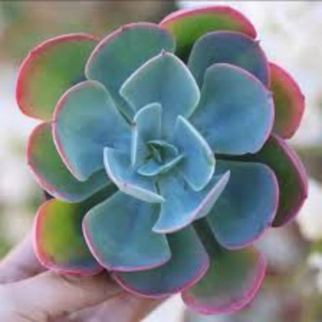 Himmelblau Echeveria Purpusorum Blumensamen zur Aussaat – saisonal Dauerblüher – Traditionssorte & ohne Gentechnik Samen Hausgarten
