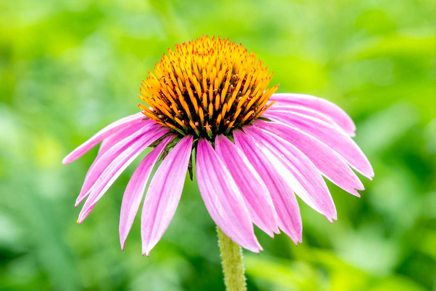 Gemischt ConeFlower Samen zur Aussaat – pflegeleicht – Traditionssorte & ohne Gentechnik Samen Hausgarten
