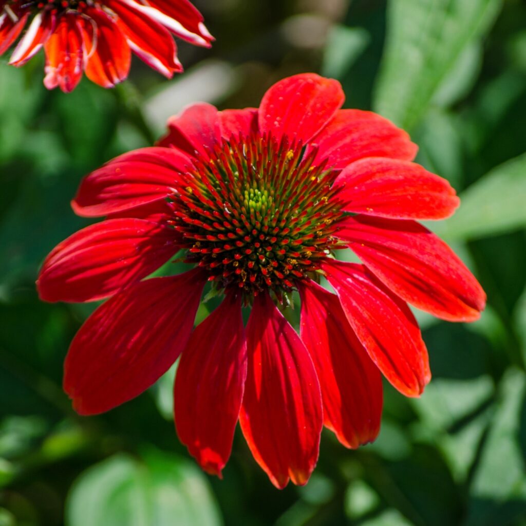 Rot Coneflower Blumensamen zur Aussaat – sonnenliebend – Traditionssorte & ohne Gentechnik Samen Hausgarten