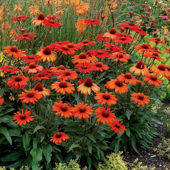 Orange Sonnenhut Blumensamen zur Aussaat – Anzucht – Traditionssorte & ohne Gentechnik Samen Hausgarten