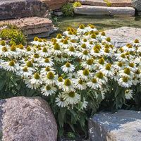 Weiß (weiß echinacea) samen for anpflanzung in home garten