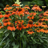 Orange (orange echinacea) samen for anpflanzung in home garten