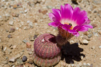 Violett Echinocereus Rigidissimus Blumensamen zur Aussaat farbenfroh Schau Traditionssorte & ohne Gentechnik Samen Hausgarten