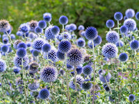 High germination echinops ritro blau samen
