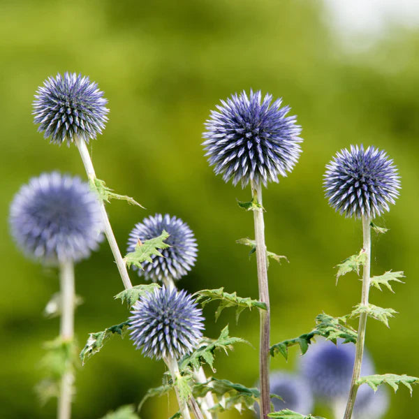 Non-gmo echinops ritro blau samen