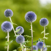 Non-gmo echinops ritro blau samen