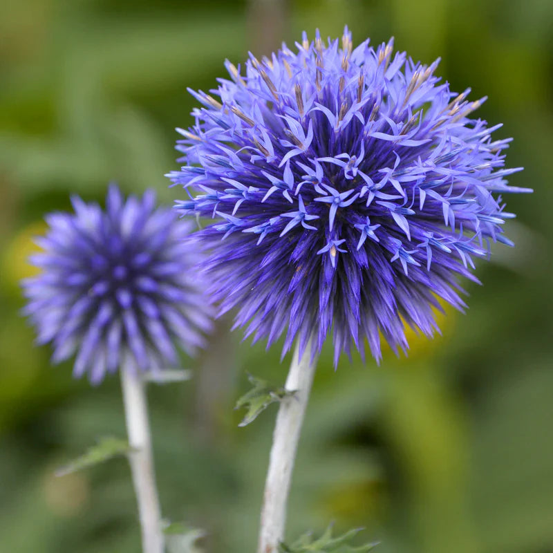 Ornamental echinops ritro blau perennial pflanze